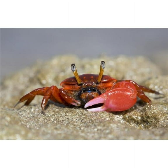 Fiddler Crab Uca on The Sand on The Island of Yap - Yap Micronesia Poster Print