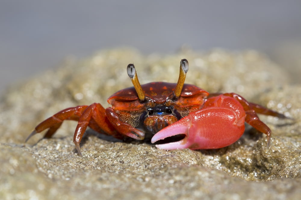 Fiddler crab (Uca) on the sand on the Island of Yap Yap Micronesia Canvas Art - Dave Fleetham Design Pics (38 x 24)