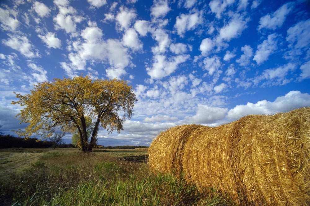 Field And Straw Rolls St Adolphe Manitoba Canvas Art - Dave Reede Design Pics (34 x 22)