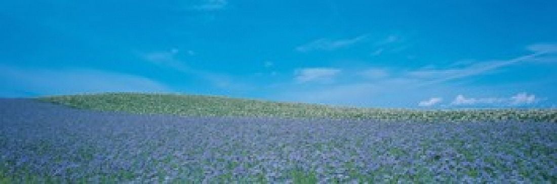 Field Biei-Cho Hokkaido Japan Canvas Art - Panoramic Images (18 x 6)