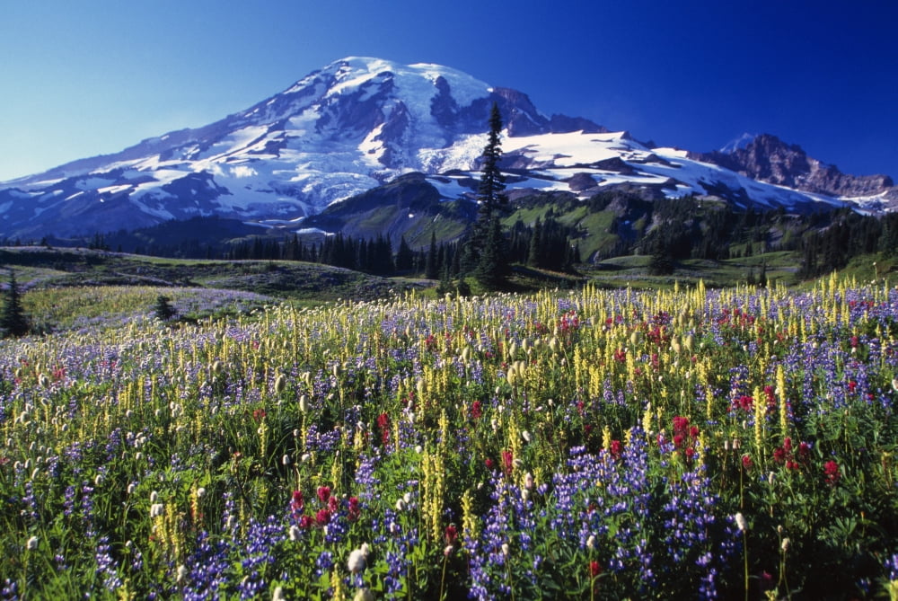 Field Of Blooming Wildflowers In Paradise Park Valley View Of Mount Rainier Mount Rainier National Park Canvas Art - Natural Selection Craig Tuttle Design Pics (36 x 24)
