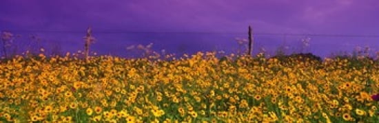 Field Coreopsis Flowers Texas USA Canvas Art - Panoramic Images (36 x 12)
