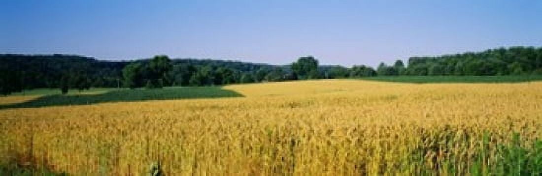 Field Crop Maryland USA Canvas Art - Panoramic Images (18 x 6)