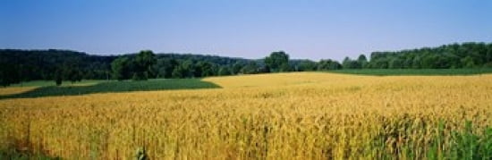 Field Crop Maryland USA Canvas Art - Panoramic Images (36 x 12)