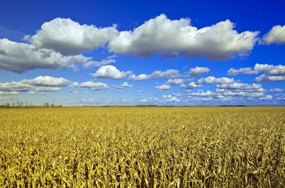 Field Of FeedGrain Corn Stretches To The Horizon A Sky Filled With Cumulus Clouds In The Background Near Dufresne Manitoba Canvas Art - Dave Reede Design Pics (17 x 11)
