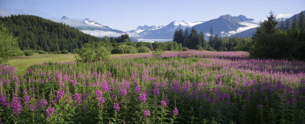 Field Of Fireweed With Coast Mountains And Mendenall Glacier In Background Near Juneau Alaska In The Summer Canvas Art - John Hyde Design Pics (42 x 16)