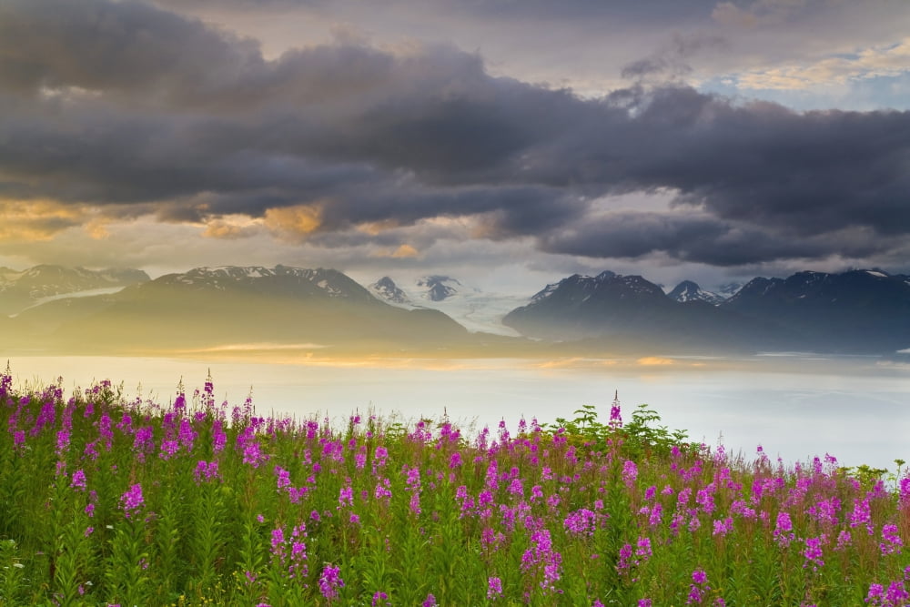 Field Of Fireweed On Hill Overlooking Kachemak Bay And Grewingk Glacier Near Homer On The Kenai Peninsula Of Southcentral Alaska Canvas Art - Michael DeYoung Design Pics (19 x 12)