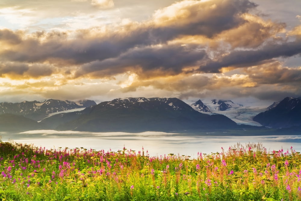Field Of Fireweed On Hill Overlooking Kachemak Bay And Grewingk Glacier Near Homer On The Kenai Peninsula Of Southcentral Alaska Canvas Art - Michael DeYoung Design Pics (17 x 11)