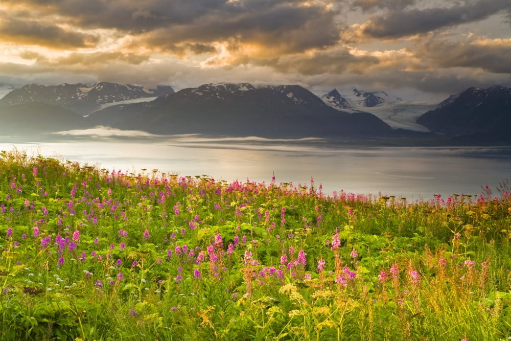 Field Of Fireweed On Hill Overlooking Kachemak Bay And Grewingk Glacier Near Homer On The Kenai Peninsula Of Southcentral Alaska Canvas Art - Michael DeYoung Design Pics (34 x 22)