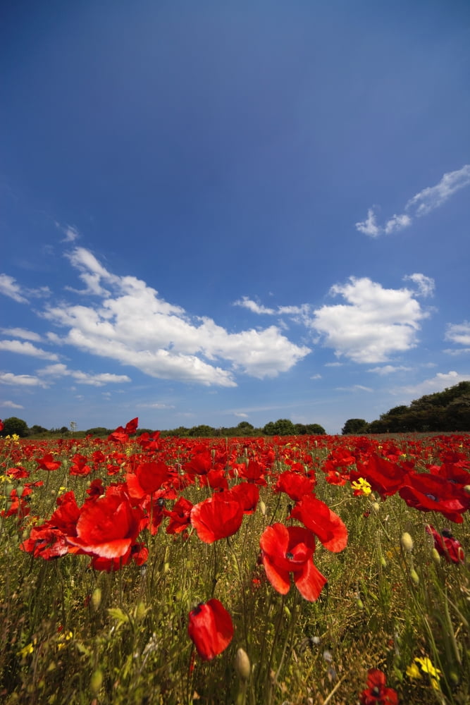Field Full Of Red Flowers Northumberland England Canvas Art - John Short Design Pics (24 x 38)