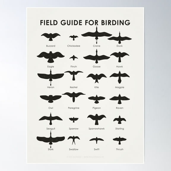 Field Guide For Birding Identification Chart Poster Wall Art, Modern Wall Decor For Living Room Bedroom, 24x36 UNFRAMED