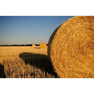 https://i5.walmartimages.com/seo/Field-Harvested-Straw-Straw-Bales-Summer-Stubble-Laminated-Poster-Print-20-Inch-by-30-Inch-with-Bright-Colors-and-Vivid-Imagery_d84a9fa2-fe4b-4dcd-b399-e847d953517f.f35c719619970e2e758c53233f5d035a.jpeg?odnHeight=320&odnWidth=320&odnBg=FFFFFF
