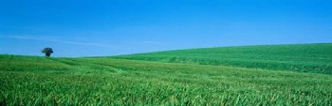 Field Hertfordshire England Canvas Art - Panoramic Images (38 x 12)