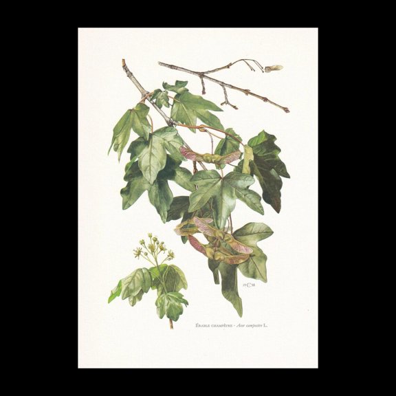 Field Maple Tree Botanical Print, Unframed Paper Poster 11x14in