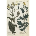 thumbnail image 1 of Field Mustard, Sinapis Arvensis, And Whitea Poster Print By ® Florilegius Mary Evans (18 X 24), 1 of 3