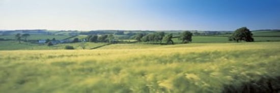Field Near Barnstaple North Devon England United Kingdom Canvas Art - Panoramic Images (36 x 12)