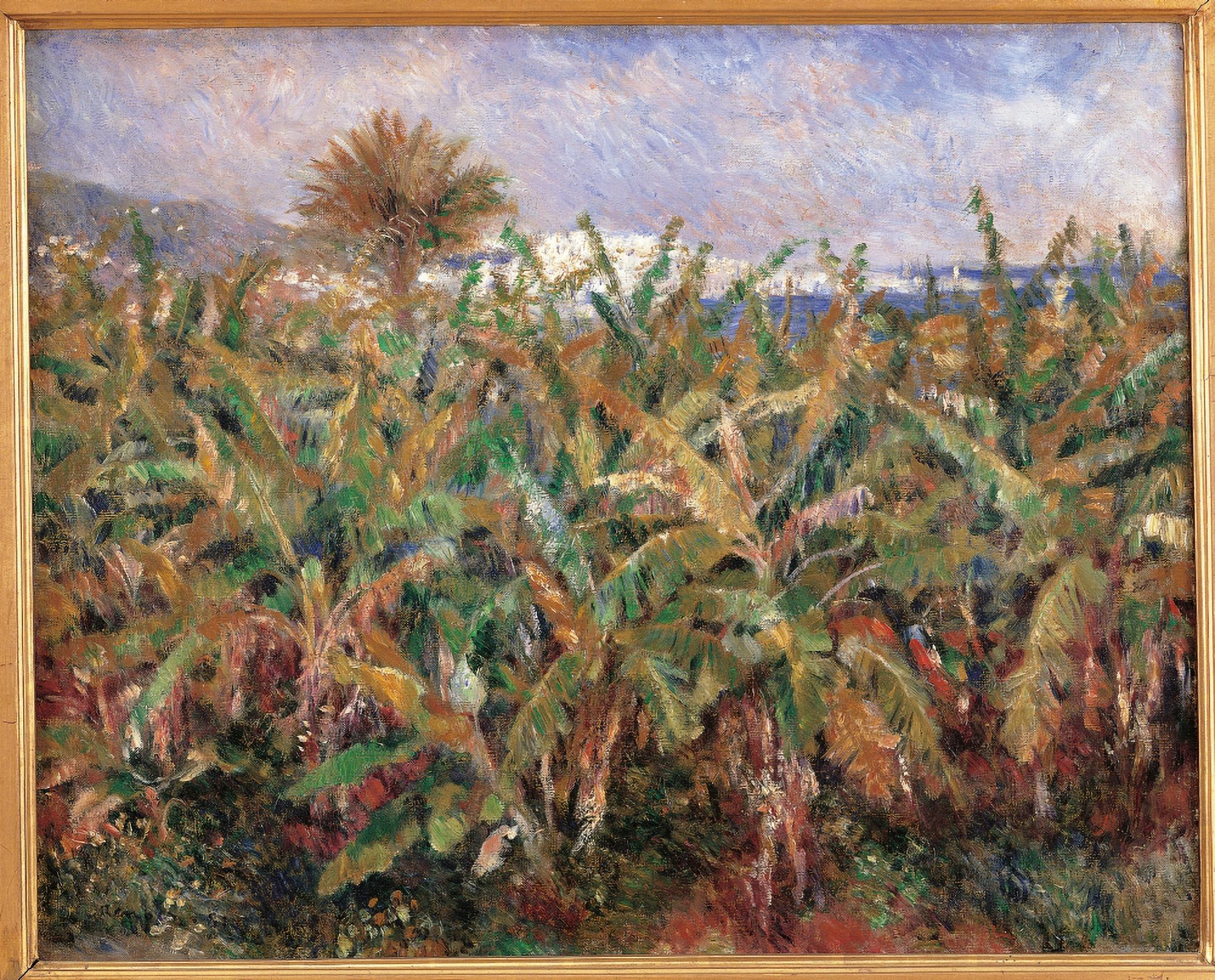 Field Of Banana Trees Canvas Art -  (24 x 18)