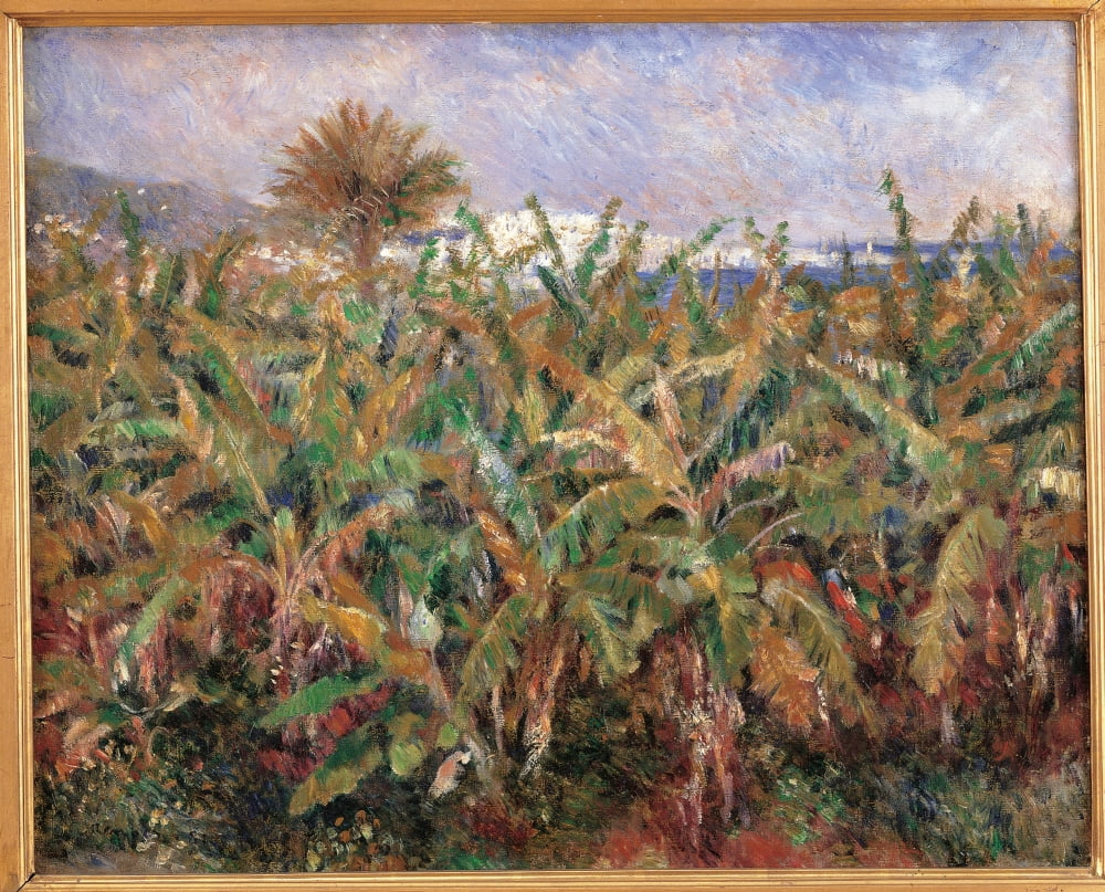 Field Of Banana Trees Canvas Art - (36 x 24)