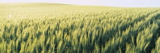 Field Of Barley Whitman County Washington State USA Canvas Art - Panoramic Images (36 x 12)
