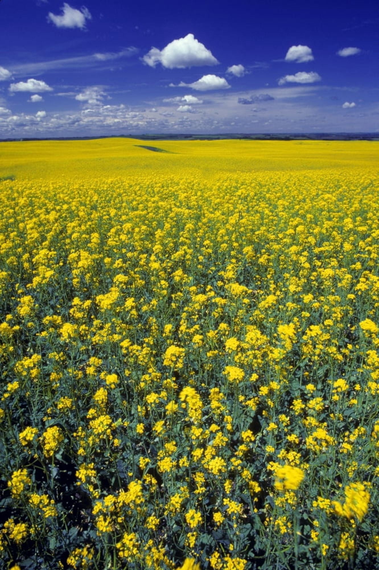 Field Of Canola Canvas Art - Don Hammond Design Pics (22 x 34)