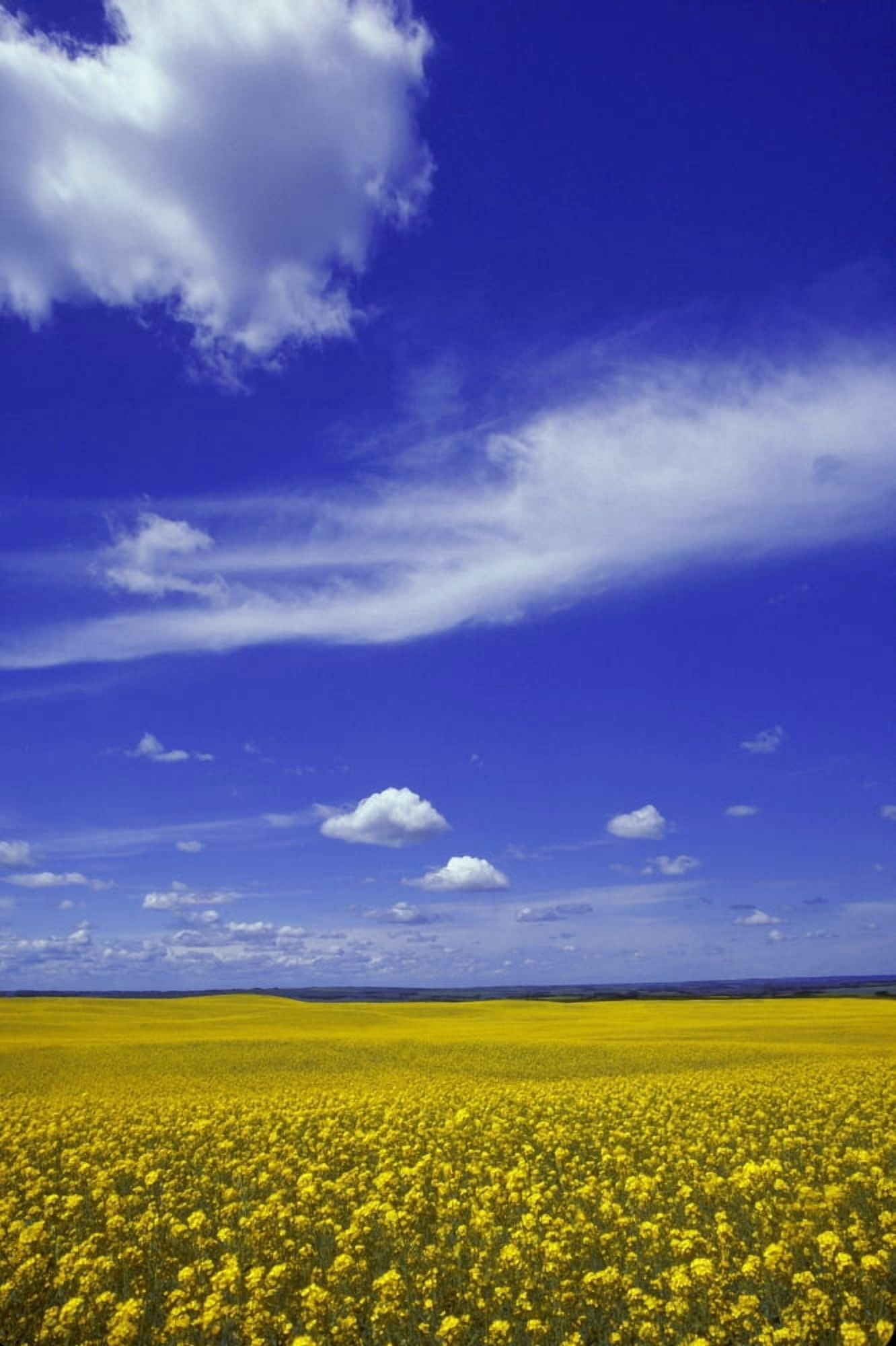 Field Of Canola Canvas Art - Don Hammond Design Pics (22 x 34)