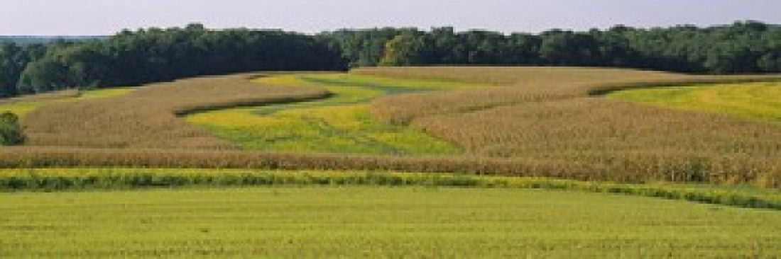 Field Of Corn Crops Baltimore Maryland USA Canvas Art - Panoramic Images (18 x 6)
