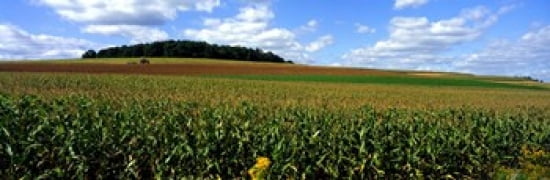 Field Of Corn With Tractor In Distance Carroll County Maryland USA Canvas Art - Panoramic Images (36 x 12)