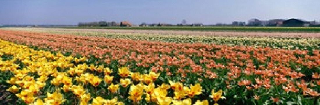 Field Of Flowers Egmond Netherlands Canvas Art - Panoramic Images (18 x 6)