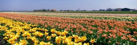 Field Of Flowers Egmond Netherlands Canvas Art - Panoramic Images (36 x 12)