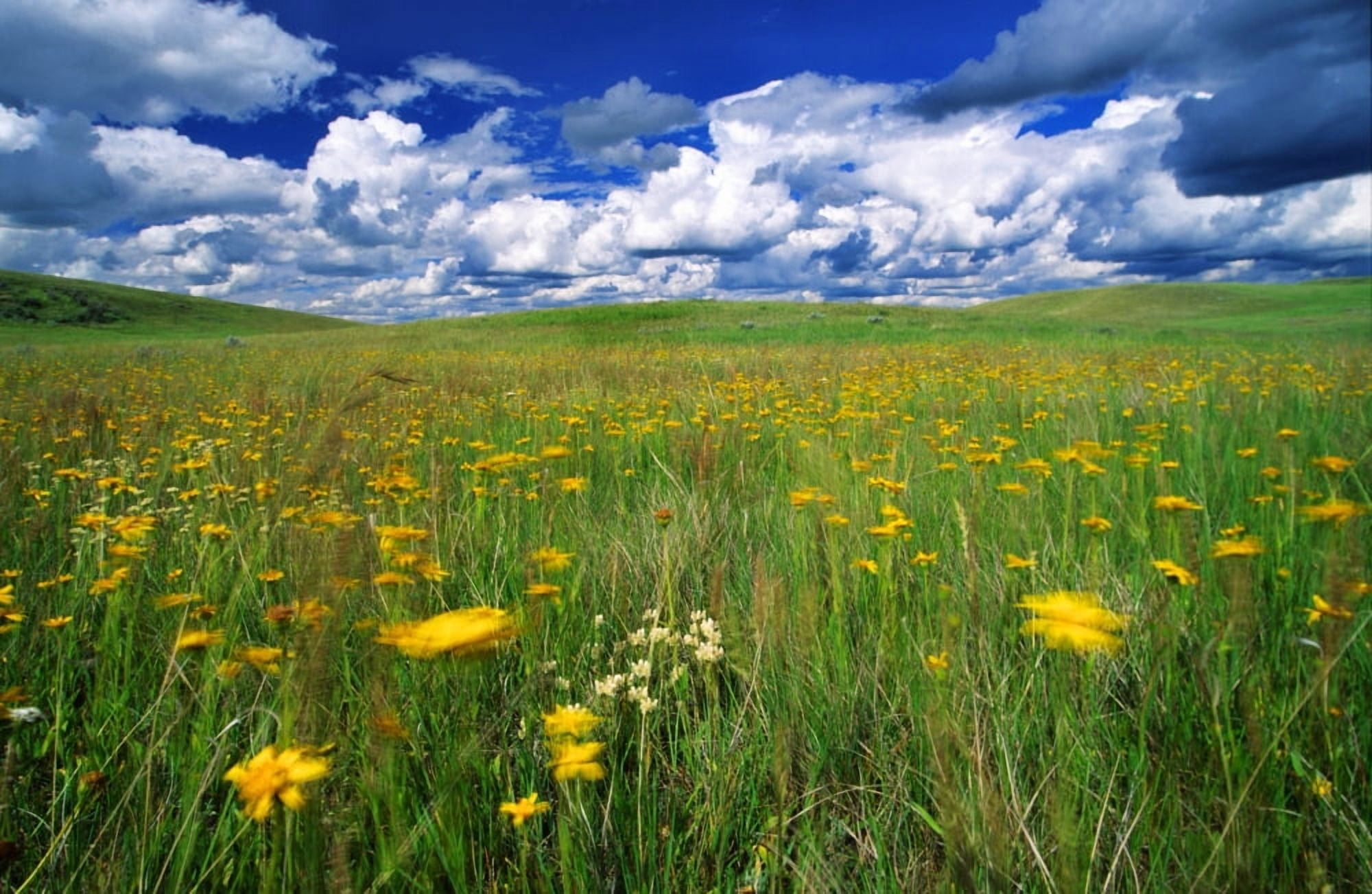 Field Of Flowers Grasslands National Park Saskatchewan Canvas Art - Robert Postma Design Pics (18 x 11)