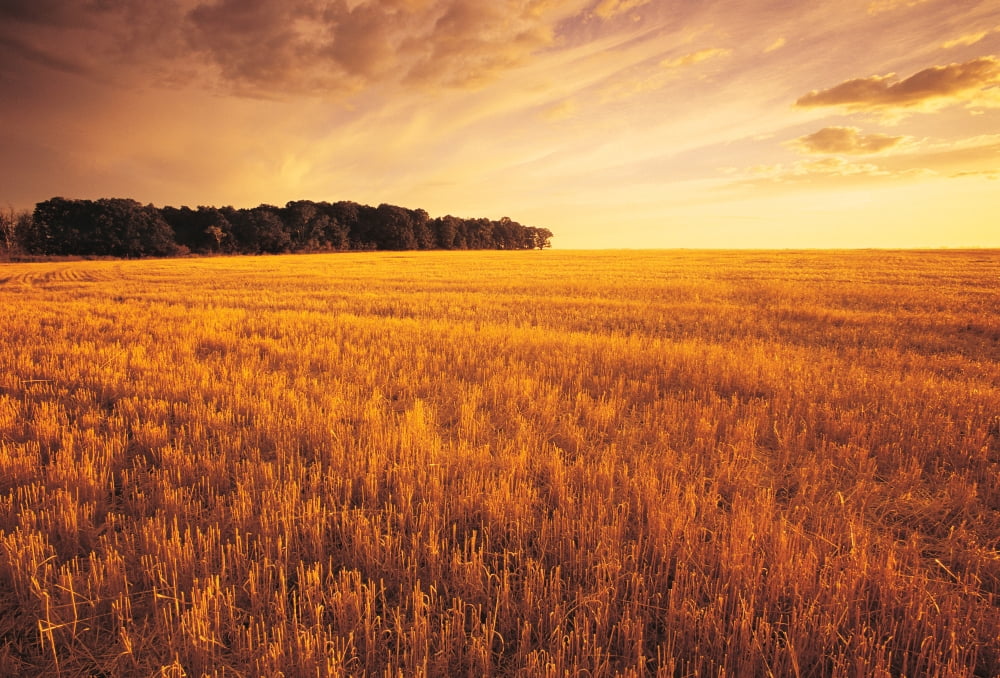 Field Of Grain Stubble Near St Adolphe Manitoba Canvas Art - Dave Reede Design Pics (34 x 24)