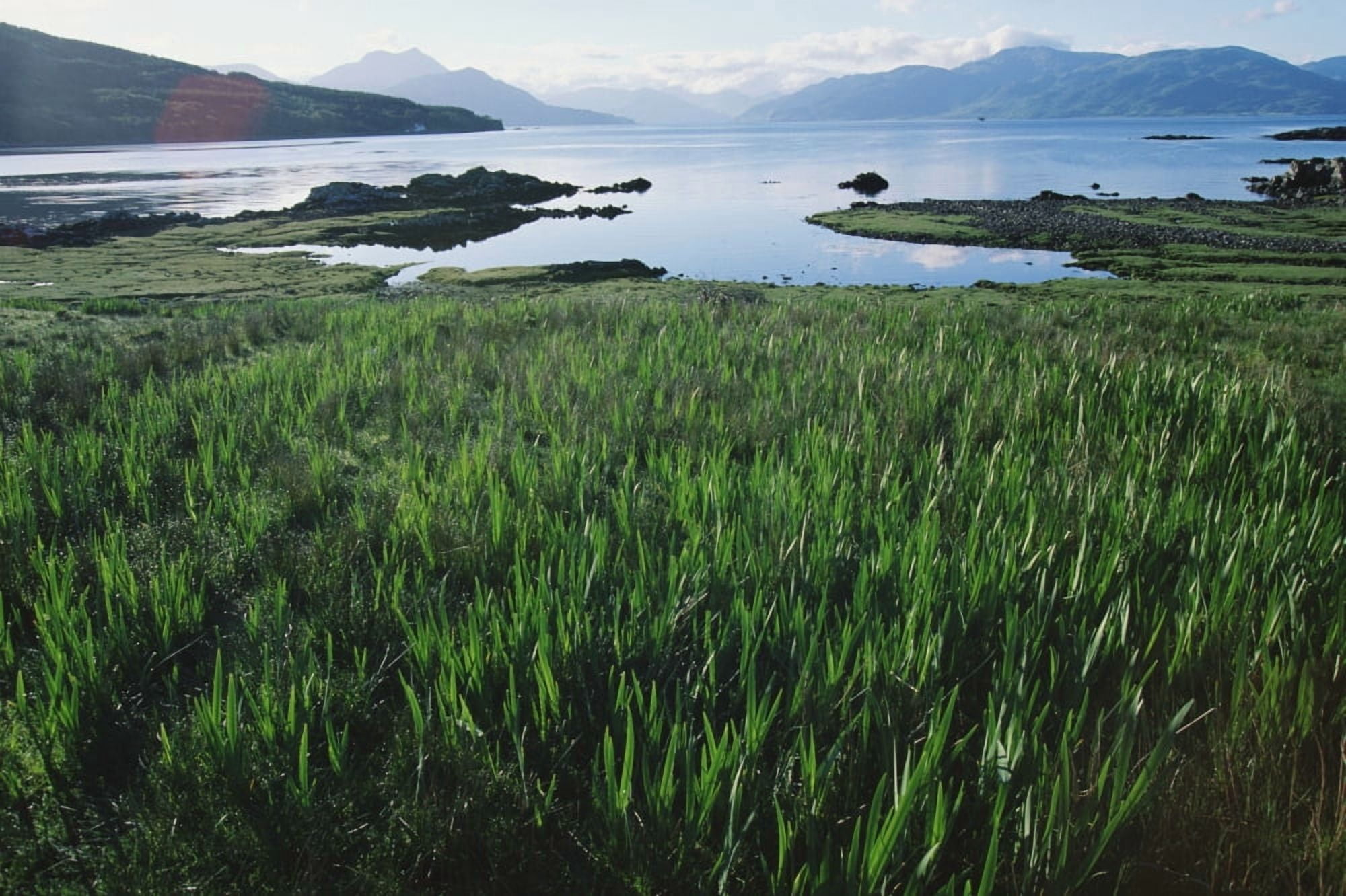 Field Of Grass And Coastline Canvas Art - Jon Spaull Design Pics (19 x 12)