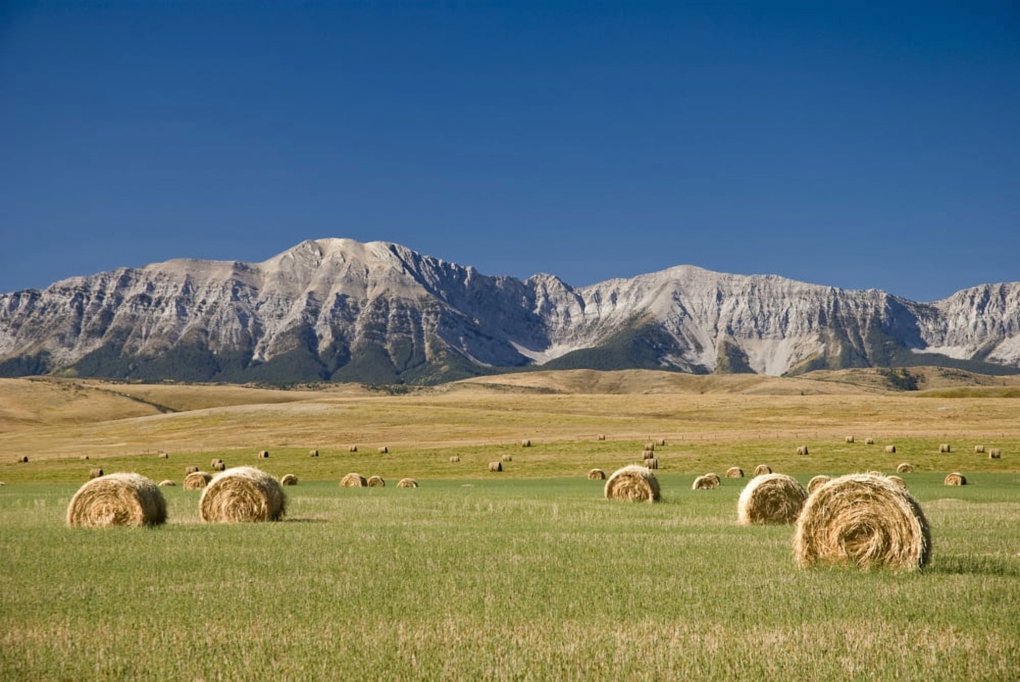 Field Of Hay Bales Alberta Canada Canvas Art - Philippe Widling Design Pics (34 x 22)