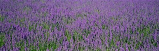 Field Of Lavender Hokkaido Japan Canvas Art - Panoramic Images (36 x 12)
