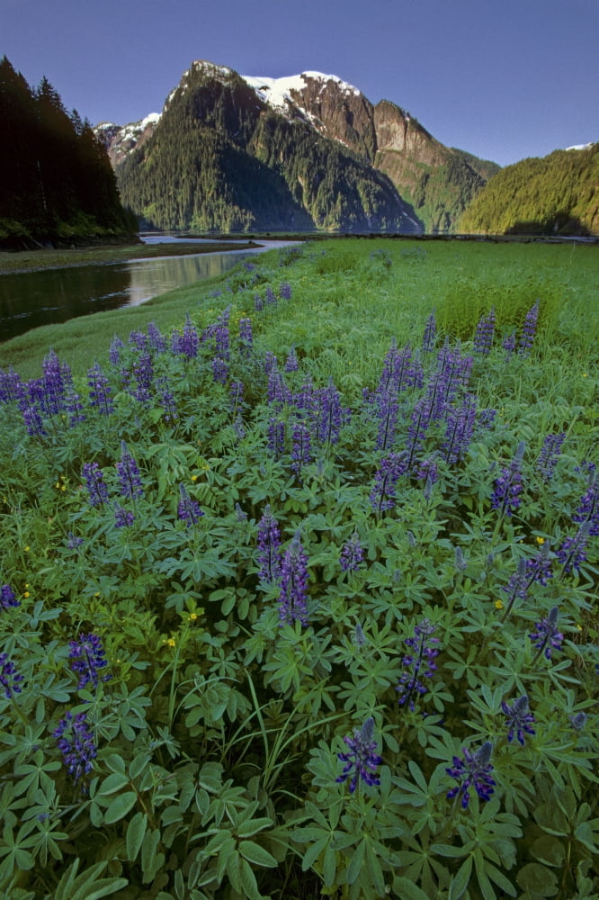 Field Of Lupine & Rudyerd River Misty Fjords Monument Canvas Art - Chip Porter Design Pics (22 x 34)