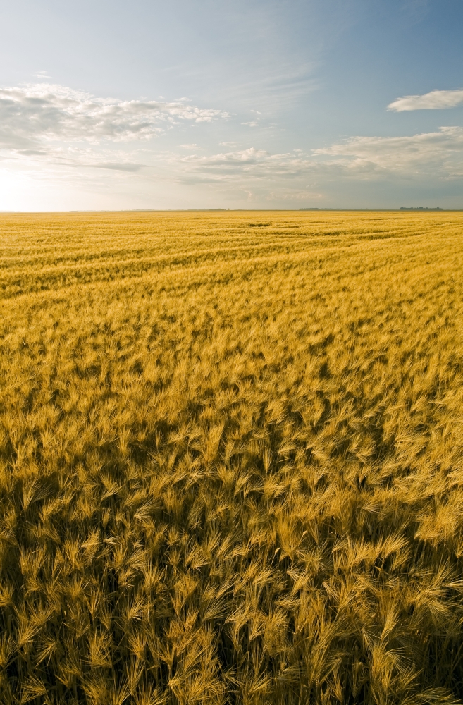 Field Of Maturing Barley Stretches To The Horizon Near Dugald Manitoba Canvas Art - Dave Reede Design Pics (11 x 17)
