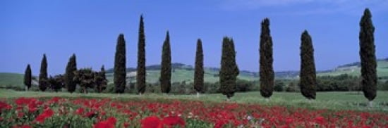 Field Of Poppies And Cypresses In A Row Tuscany Italy Canvas Art - Panoramic Images (36 x 12)