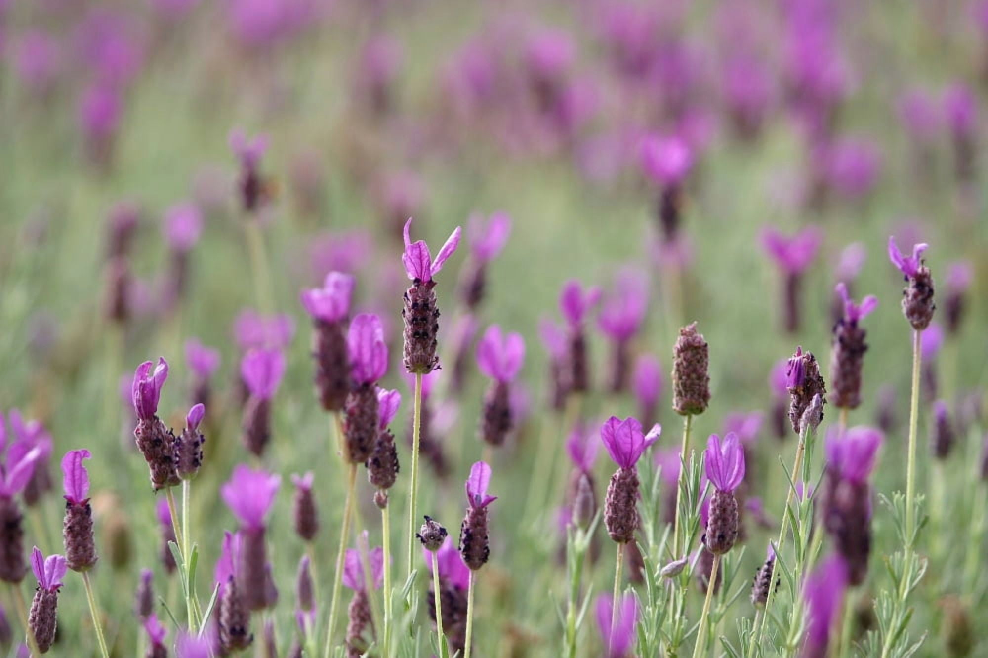 Field Of Purple Flowers Canvas Art - Ron Dahlquist Design Pics (18 x 12)