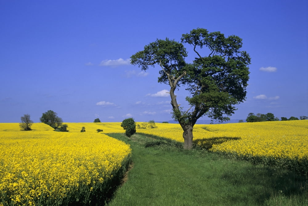 Field Of Rapeseed North Yorkshire England Canvas Art - Lizzie Shepherd  Design Pics (18 x 12)