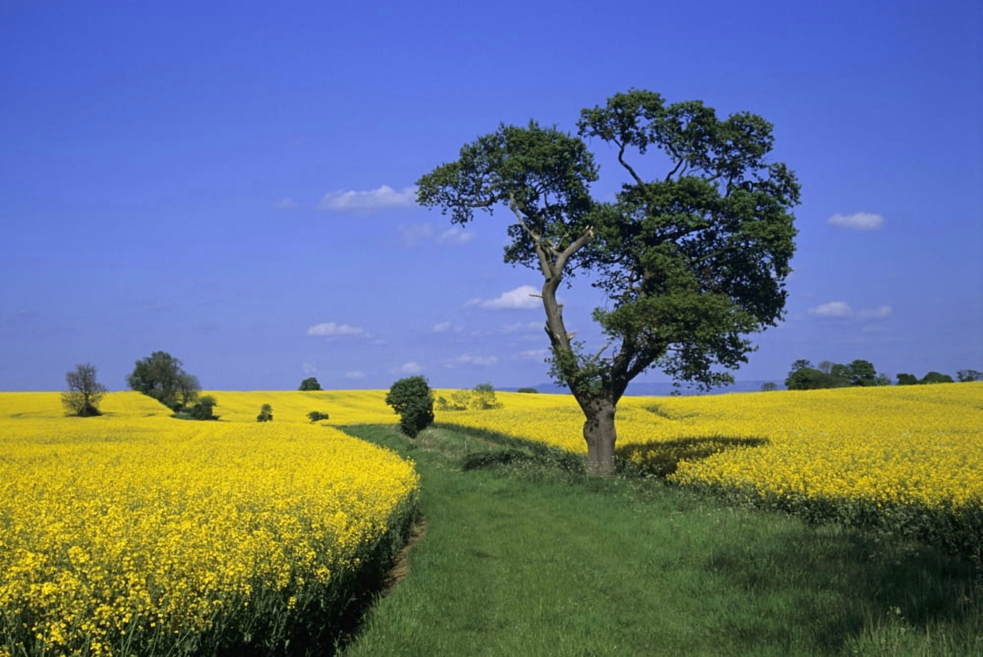 Field Of Rapeseed North Yorkshire England Canvas Art - Lizzie Shepherd Design Pics (36 x 24)