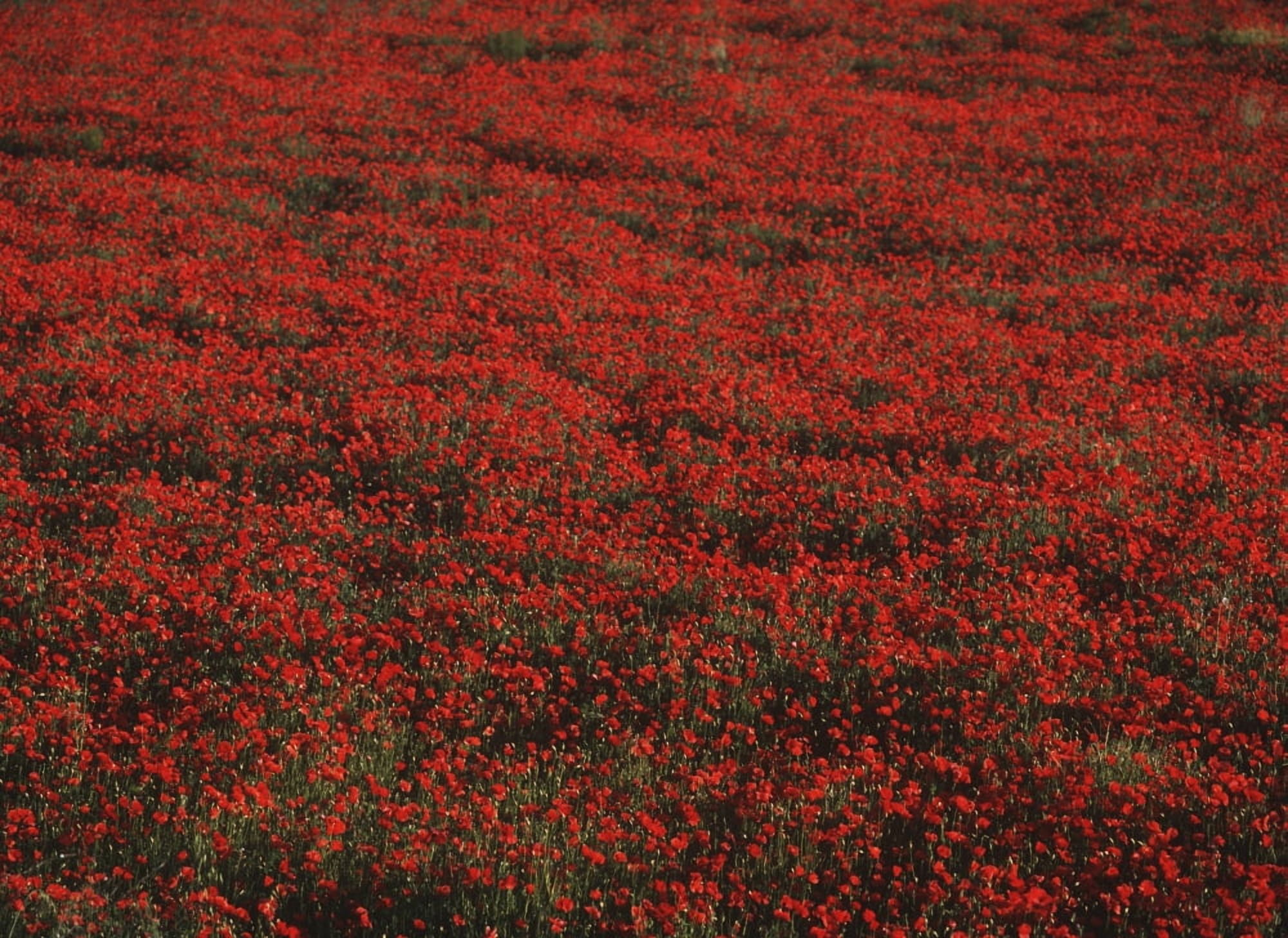 Field Of Red Poppies Canvas Art - Ian Cumming Design Pics (18 x 13)