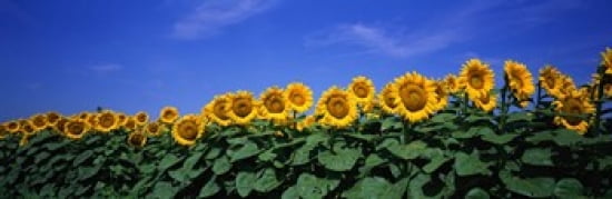 Field Of Sunflowers Bogue Kansas USA Canvas Art - Panoramic Images (36 x 12)