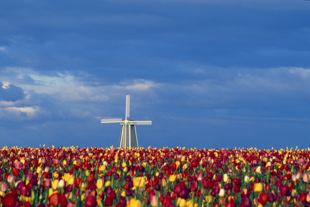 Field Of Tulips With Windmill Canvas Art - Dan Sherwood Design Pics (36 x 24)