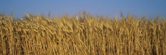 Field Of Wheat France Canvas Art - Panoramic Images (36 x 12)