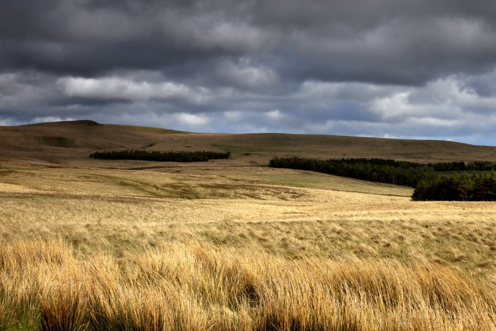 Field Of Wheat With Dark Clouds Overhead Northumberland England Canvas Art - John Short Design Pics (18 x 12)
