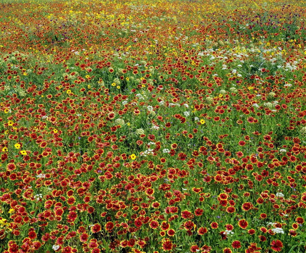 Field Of Wildflowers Canvas Art - David Chapman Design Pics (16 x 13)