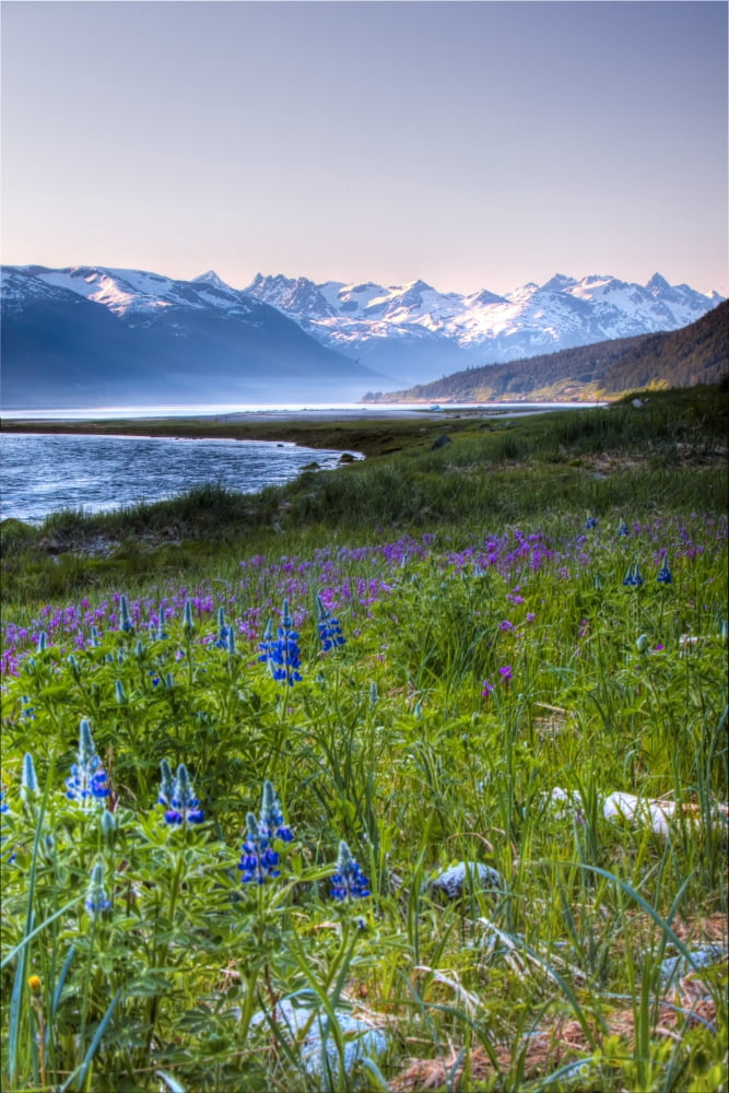 Field Of Wildflowers Near Haines Southeast Alaska Summer Hdr Image Canvas Art - Michael Criss Design Pics (11 x 17)