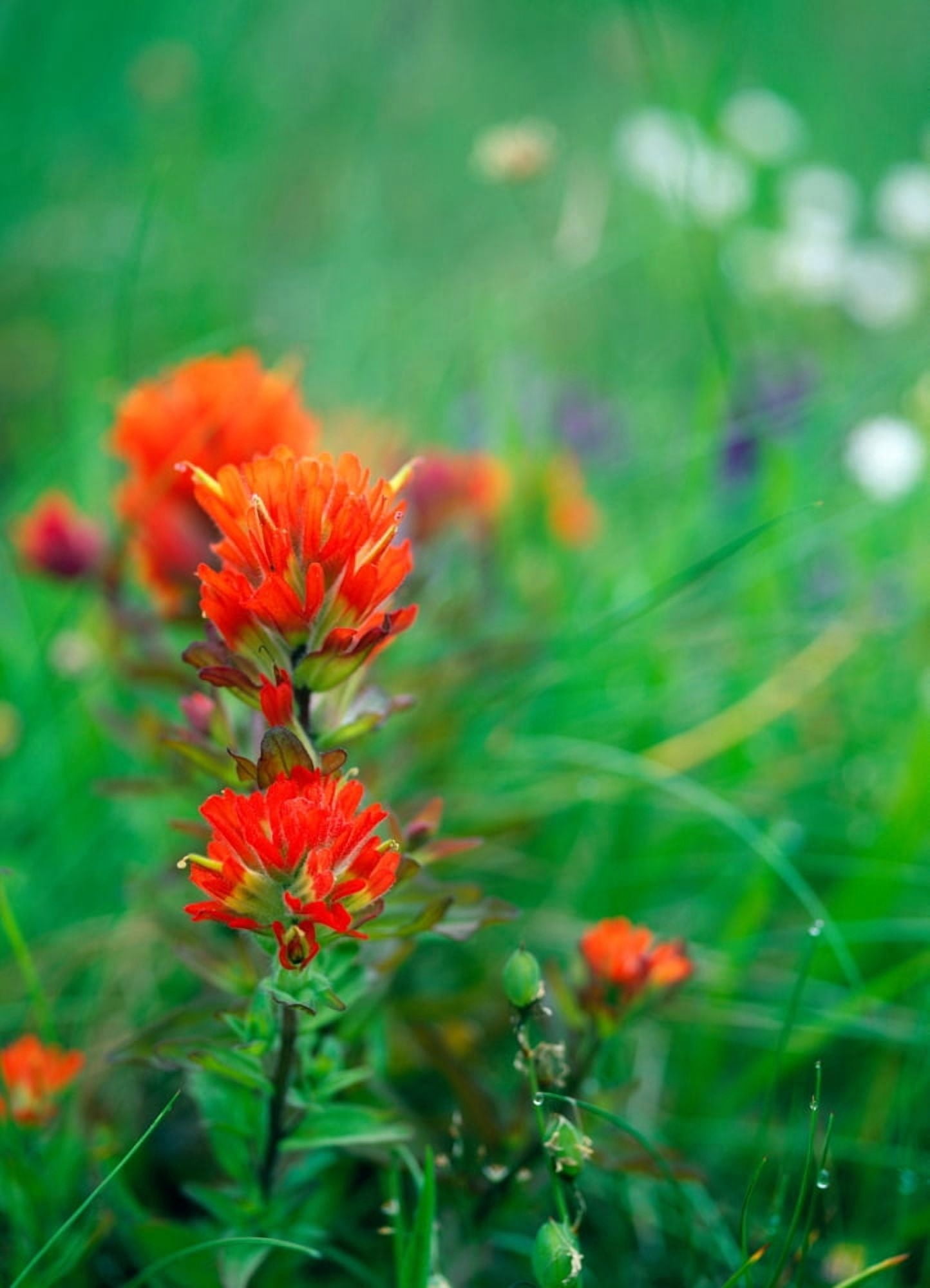 Field Of Wildflowers With Indian Paintbrush In Bloom Canvas Art - Panoramic Images (20 x 27)