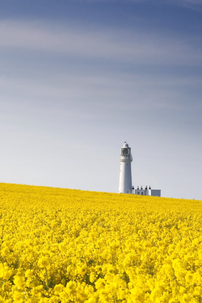 Field Of Yellow Flowers Lighthouse Canvas Art - John Short Design Pics (22 x 34)