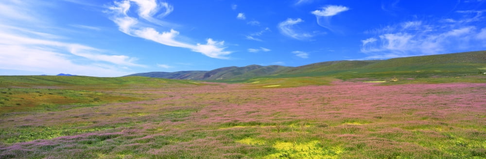 Field Oregon USA Canvas Art - Panoramic Images (27 x 9)